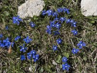 Gentiana verna 69, Saxifraga-Willem van Kruijsbergen