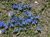 Gentiana verna 70, Saxifraga-Willem van Kruijsbergen