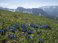 Gentiana verna 72, Saxifraga-Willem van Kruijsbergen