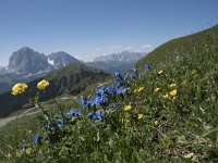 Gentiana verna 73, Saxifraga-Willem van Kruijsbergen