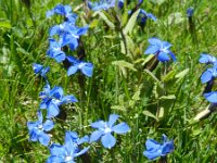 Gentiana verna 76, Saxifraga-Rutger Barendse