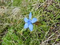 Gentiana verna 77, Saxifraga-Rutger Barendse