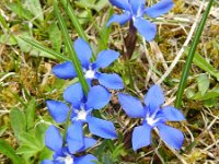 Gentiana verna 78, Saxifraga-Rutger Barendse