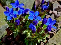 Gentiana verna 8, Saxifraga-Willem van Kruijsbergen