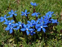 Gentiana verna 85, Saxifraga-Harry Jans