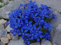 Gentiana verna 86, Saxifraga-Harry Jans