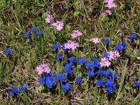 Gentiana verna 87, Saxifraga-Harry Jans