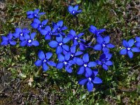 Gentiana verna 88, Saxifraga-Harry Jans