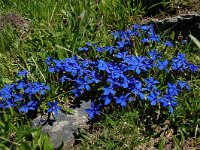 Gentiana verna 89, Saxifraga-Harry Jans