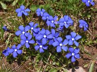 Gentiana verna 95, Saxifraga-Harry Jans