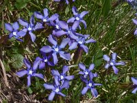 Gentiana verna 96, Saxifraga-Harry Jans