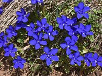 Gentiana verna 97, Saxifraga-Harry Jans