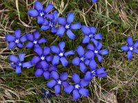 Gentiana verna 98, Saxifraga-Harry Jans