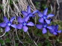 Gentiana verna 99, Saxifraga-Harry Jans