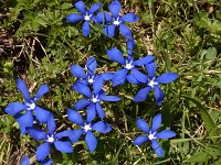 Gentiana verna ssp balcanica 83, Saxifraga-Harry Jans  Gentiana verna ssp. balcanica