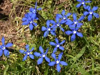 Gentiana verna ssp balcanica 84, Saxifraga-Harry Jans  Gentiana verna ssp. balcanica