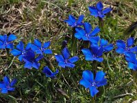 Gentiana verna ssp balcanica 93, Saxifraga-Harry Jans