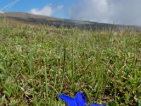 Gentiana verna ssp pontica 110, Saxifraga-Ed Stikvoort