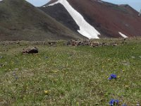 Gentiana verna ssp pontica 112, Saxifraga-Ed Stikvoort