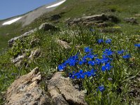 Gentiana verna ssp verna 21, Saxifraga-Willem van Kruijsbergen