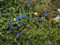 Gentiana verna ssp verna 22, Saxifraga-Willem van Kruijsbergen