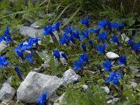 Gentiana verna ssp verna 23, Saxifraga-Willem van Kruijsbergen