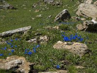 Gentiana verna ssp verna 25, Saxifraga-Willem van Kruijsbergen