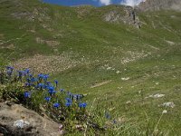 Gentiana verna ssp verna 26, Saxifraga-Willem van Kruijsbergen