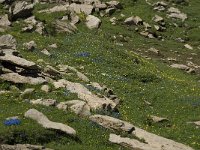 Gentiana verna ssp verna 28, Saxifraga-Willem van Kruijsbergen