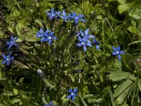 Gentiana verna ssp verna 29, Saxifraga-Willem van Kruijsbergen