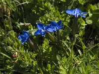 Gentiana verna ssp verna 31, Saxifraga-Willem van Kruijsbergen