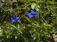 Gentiana verna ssp verna 32, Saxifraga-Willem van Kruijsbergen