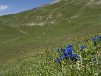 Gentiana verna ssp verna 34, Saxifraga-Willem van Kruijsbergen