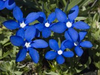 Gentiana verna ssp verna 37, Saxifraga-Willem van Kruijsbergen