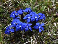 Gentiana verna ssp verna 81, Saxifraga-Luuk Vermeer