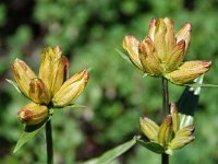 Gentiana villarsii