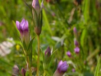 Gentianella amarella 10, Slanke gentiaan, Saxifraga-Ed Stikvoort