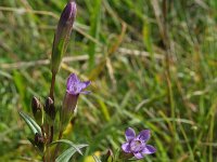 Gentianella amarella 11, Slanke gentiaan, Saxifraga-Jeroen Willemsen