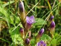 Gentianella amarella 12, Slanke gentiaan, Saxifraga-Jelle van Dijk