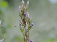 Gentianella amarella 13, Slanke gentiaan, Saxifraga-Luuk Vermeer