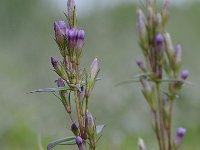 Gentianella amarella 14, Slanke gentiaan, Saxifraga-Luuk Vermeer