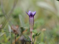 Gentianella amarella 17, Slanke gentiaan, Saxifraga-Luuk Vermeer