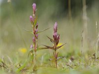 Gentianella amarella 20, Slanke gentiaan, Saxifraga-Luuk Vermeer