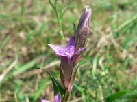 Gentianella amarella 3, Slanke gentiaan, Saxifraga-Jan Willem Jongepier