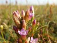 Gentianella amarella 5, Slanke gentiaan, Saxifraga-Ed Stikvoort