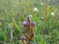 Gentianella amarella 6, Slanke gentiaan, Saxifraga-Ed Stikvoort