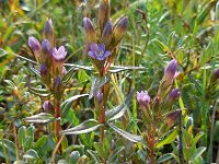 Gentianella amarella 8, Slanke gentiaan, Saxifraga-Ed Stikvoort