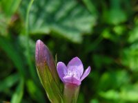 Gentianella amarella 9, Slanke gentiaan, Saxifraga-Ed Stikvoort