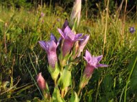 Gentianella anisodonta 2, Saxifraga-Jasenka Topic