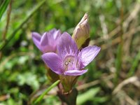 Gentianella campestris 2, Veldgentiaan, Saxifraga-Bart Vastenhouw